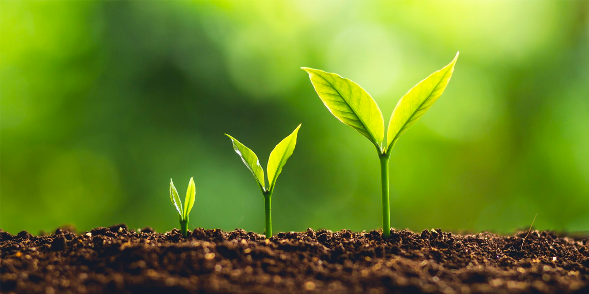 Three plants at different stages of growth.